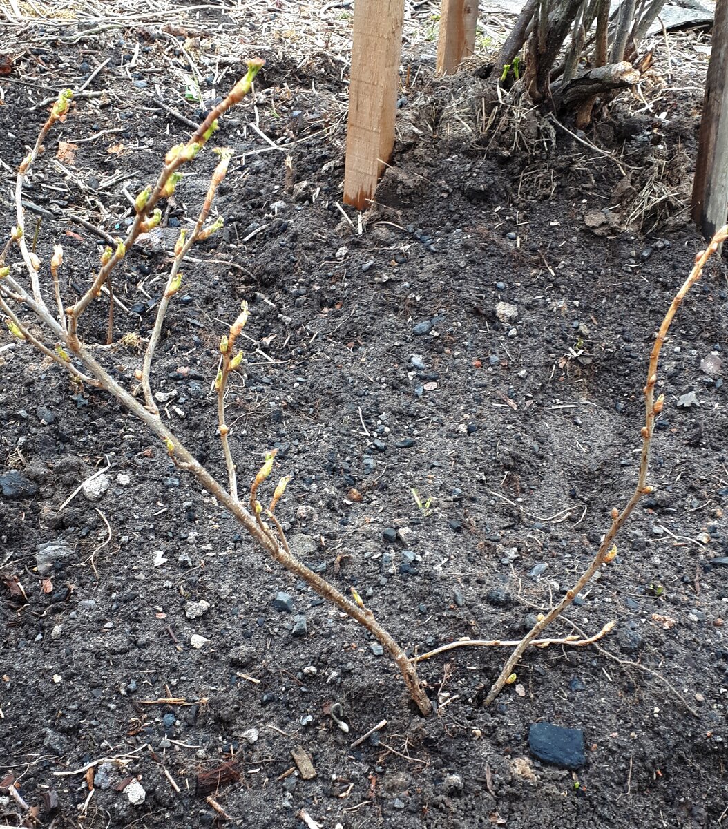 Молодой куст черной смородины посаженый неделю назад.