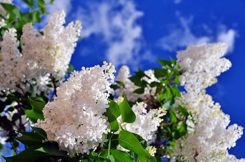 Накануне Парада Победы