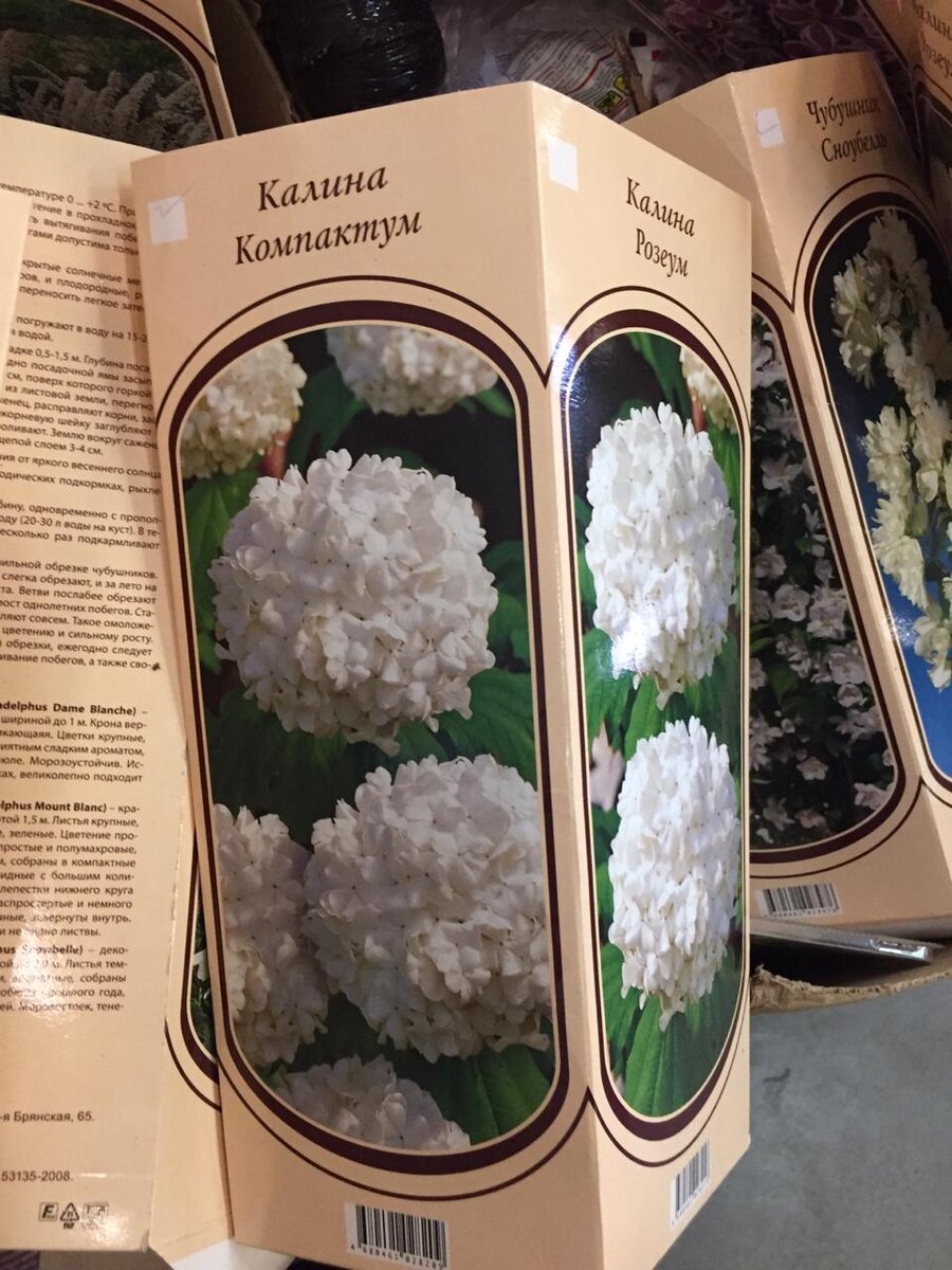 Калина  декоративная