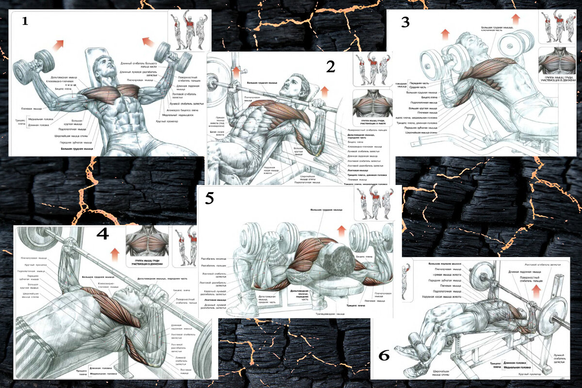 Упражнения для грудных: 1. разводка гантелей под углом, 2.жим штанги под углом,3жим гантелей под углом,4 жим штанги лёжа , 5 жим гантелей лёжа, 6 жим головой в низ. Схемы выполнения упражнений взяты из учебника  Ф. Дэлавье "Анатомия силовых упражнений".