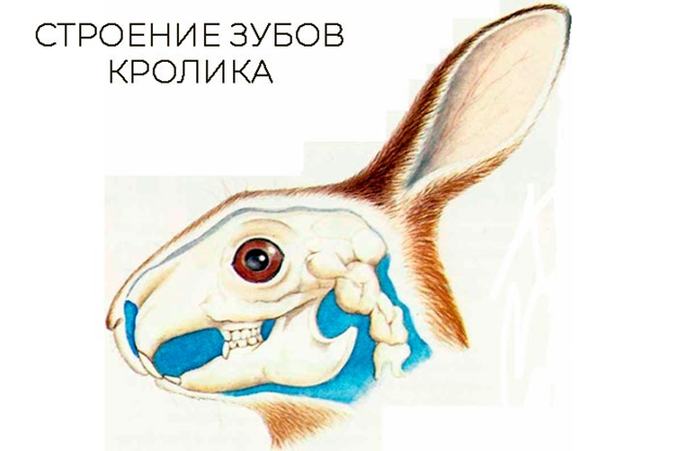 Груминг для декоративных кроликов в домашних условиях. Даша и Маша Дзен