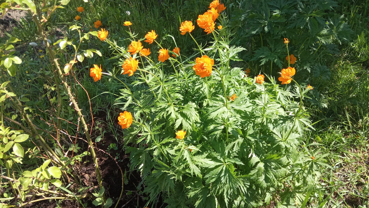 Это кустик купавы у меня их два. Вот этот с рыжими цветами а второй с желтыми. Листайте галерею