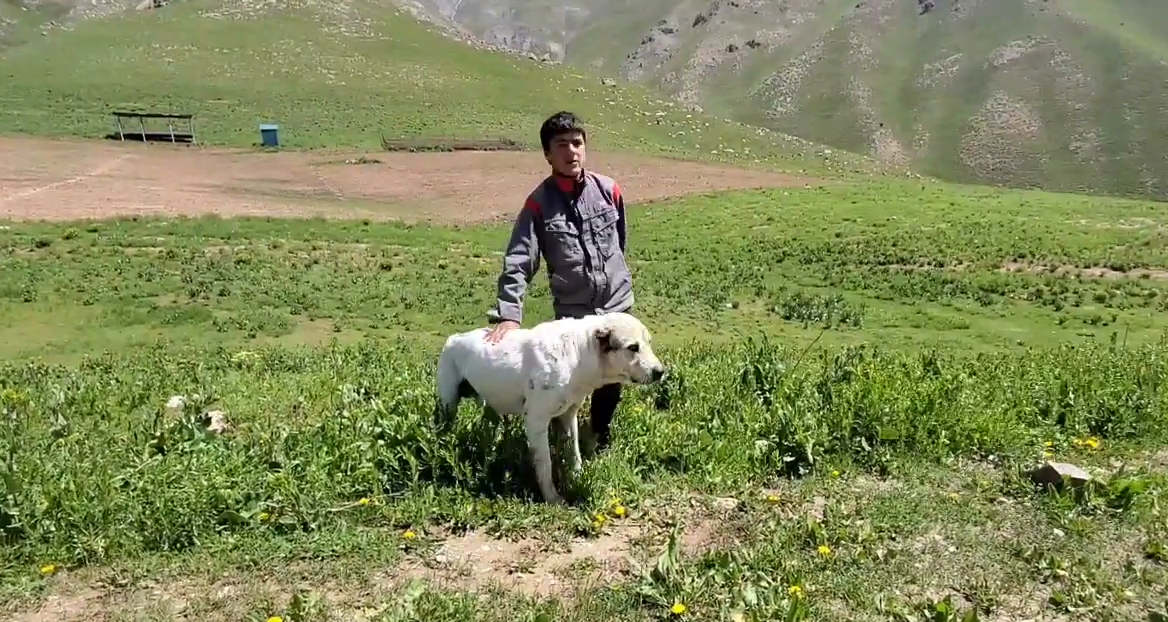 Таджик собаку видео. Саги Дахмардак Таджикистана. Пастушьи собаки в Таджикистане. Собака пастух. Алабай в Таджикистане в горах.