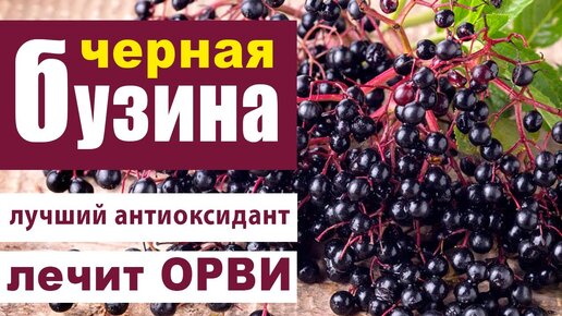 Бузина чёрная (Sambucus nigra) - самый эффективный комплекс антиоксидантов