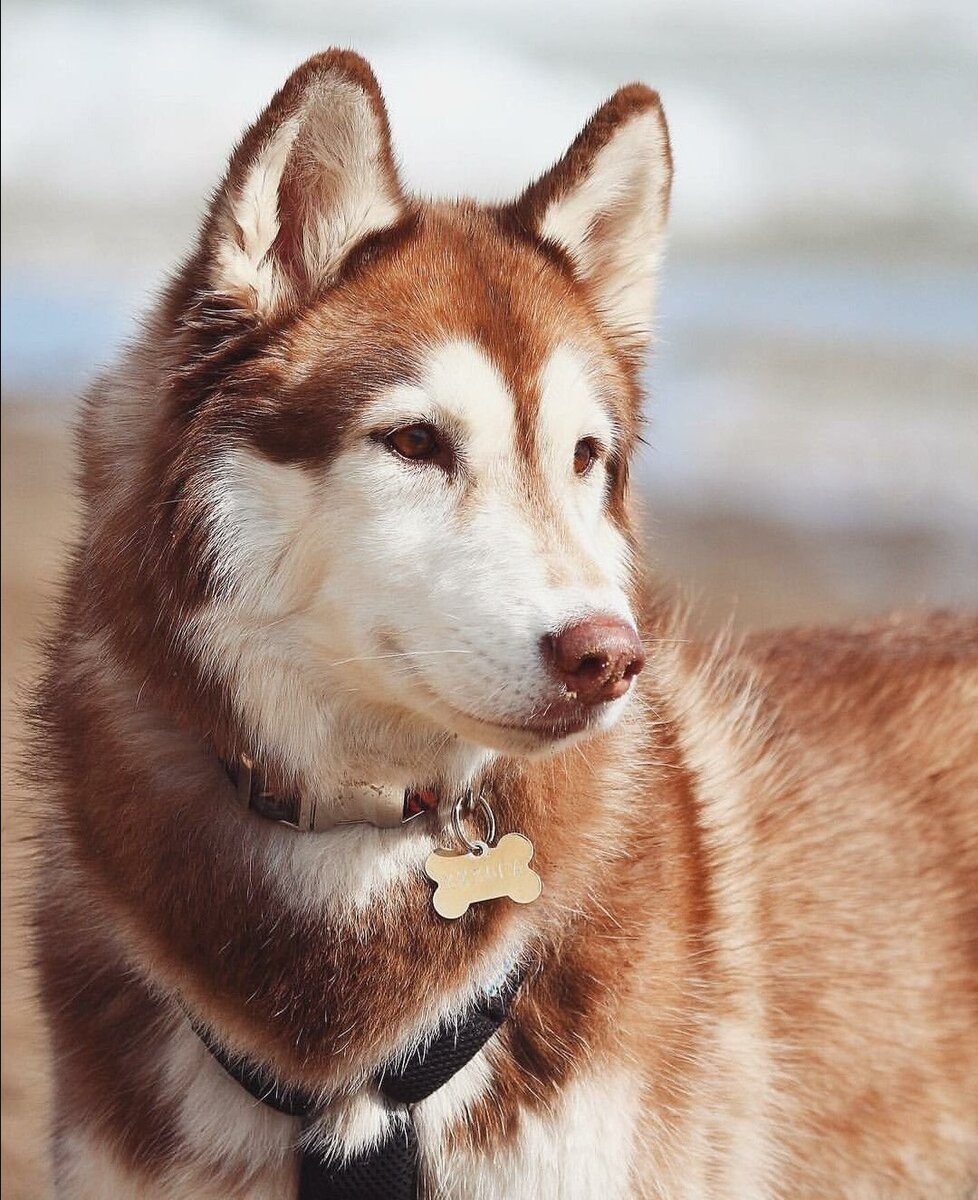 Открытые источники