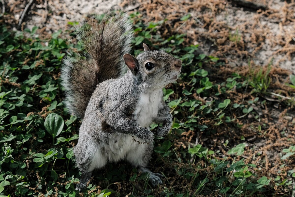 Белковая природа. Белка серого цвета в природе. "Little Gray Squirrel"