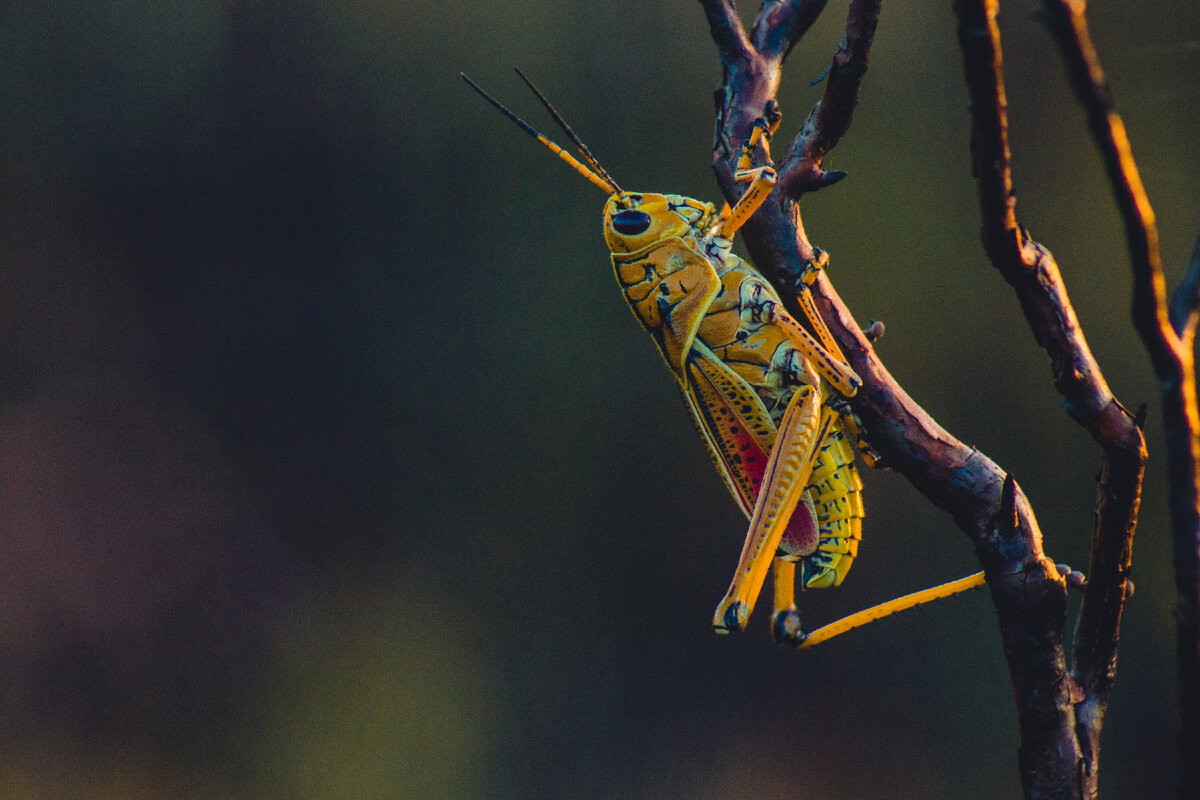 Фото: Gouthaman Raveendran / Unsplash