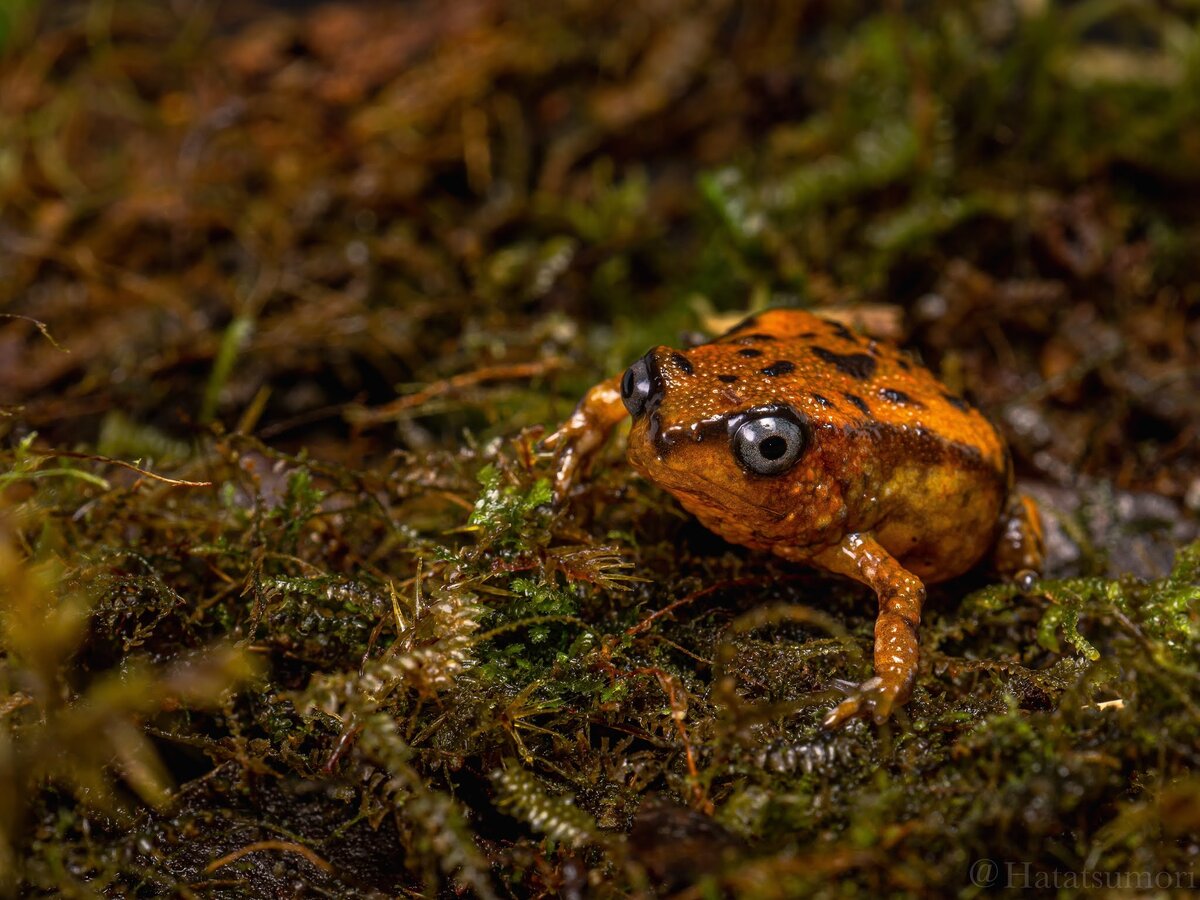 Kalophrynus puncak 