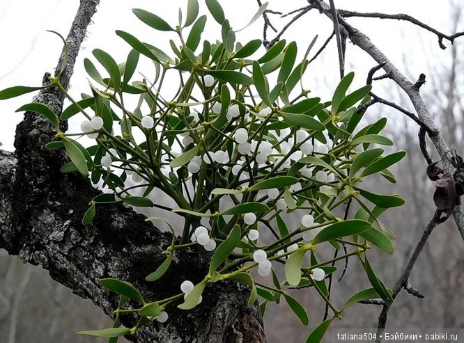 Кустик омелы