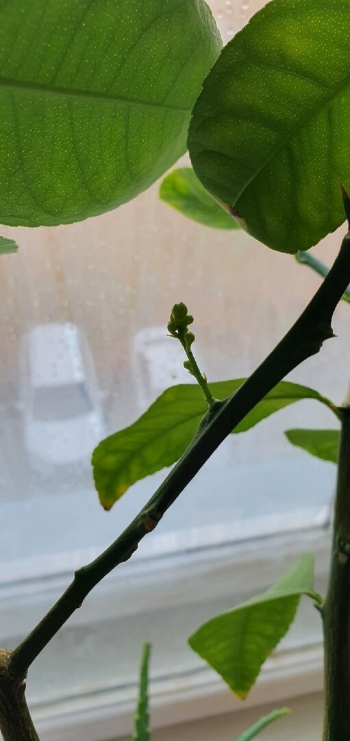 Фото Лужецкой Натальи цветочная кисть   ее лимона 27 октября 2021 года