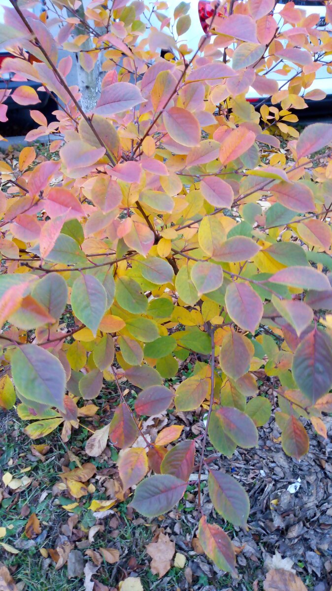 Краски золотой осени удивительны по своей гамме