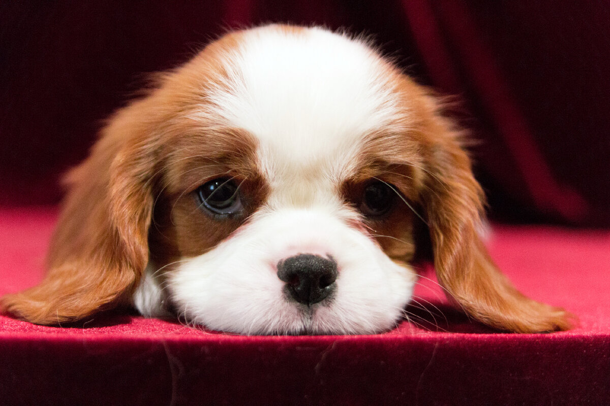 Щеночек кавалер-кинг-чарльз-спаниеля (Фото: https://www.flickr.com/photos/43137831@N06/50071258637/)
