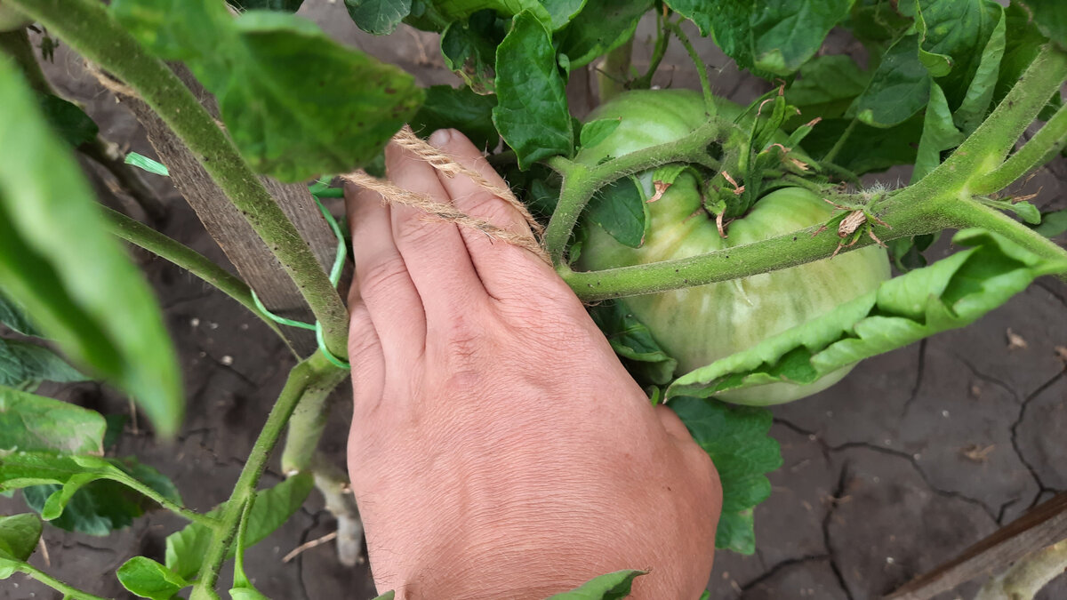 Помидорка с лодонь.