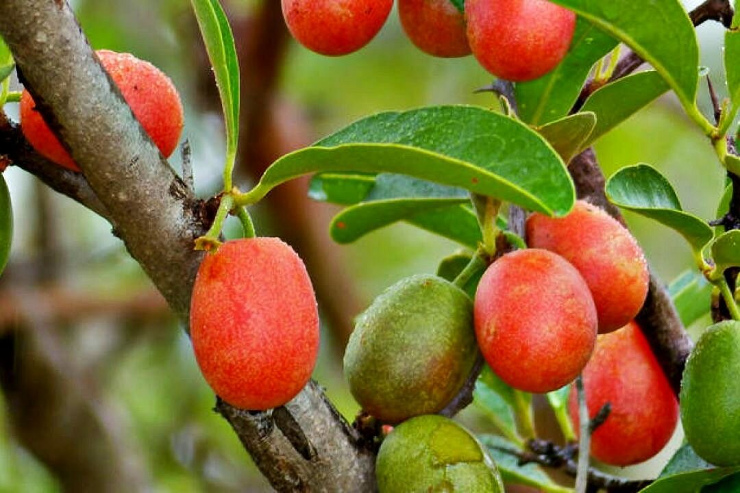 Африканская слива, растущая на дереве