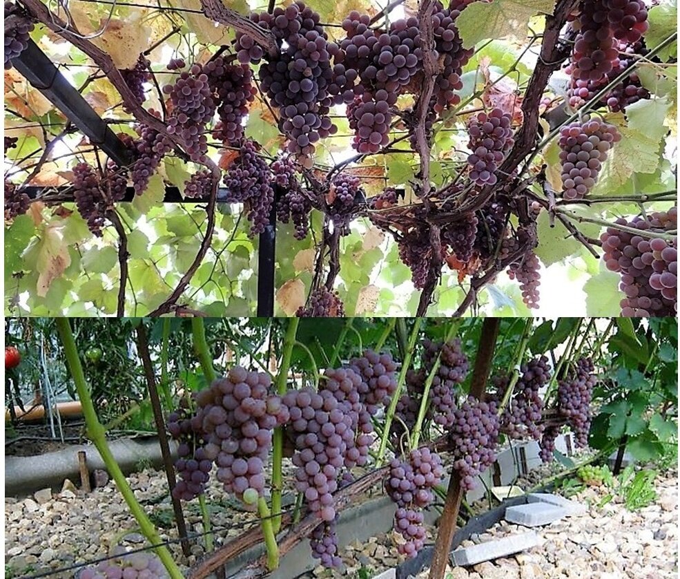 Виноград Imperial Seedless: фото и описание Натуралист Фотогалерея природы на di