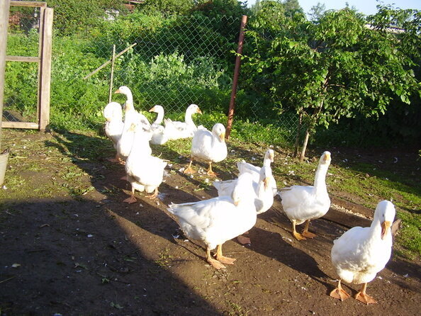 Гадкие гусята превратились в шикарных белых почти лебедей