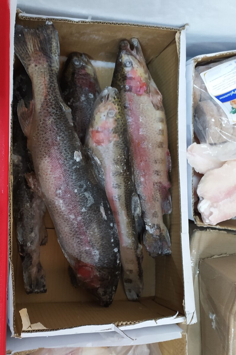 форель см в светофоре, рыба глубокой заморозки в магазине светофор