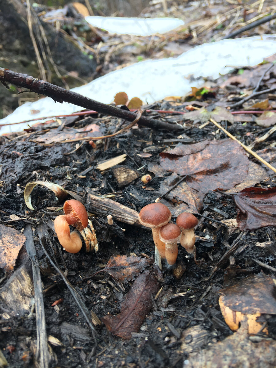 Тубария отрубистая