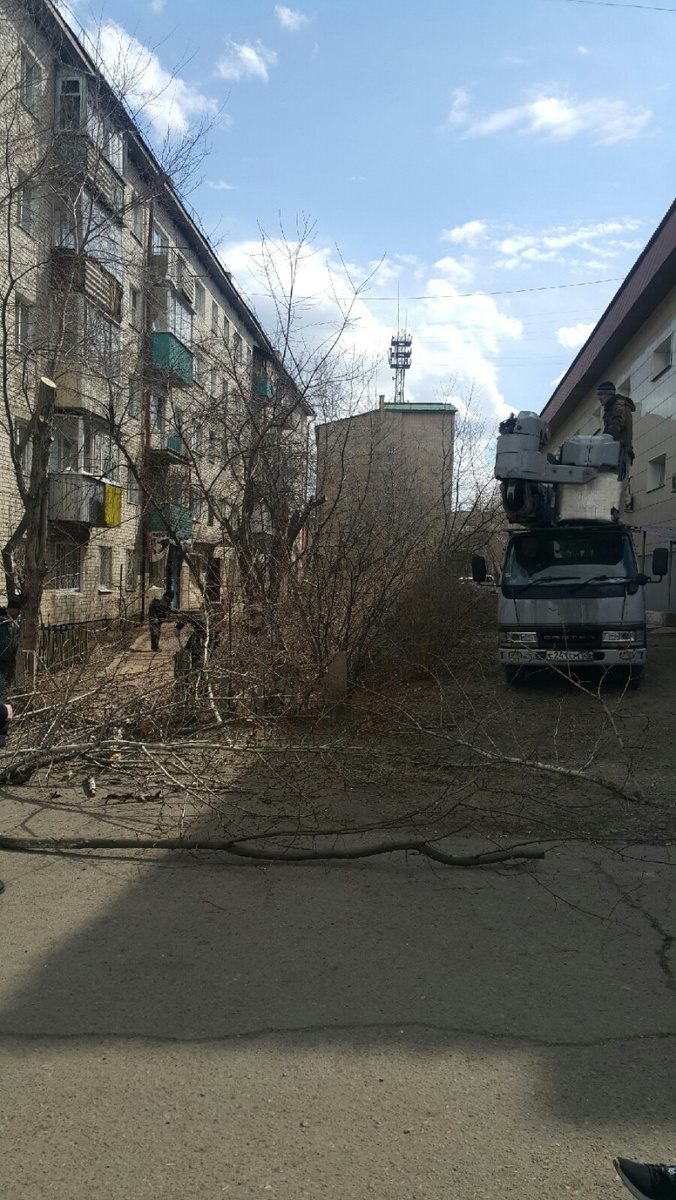 Санитарная обрезка на улице Онискевича. Фото собеседника ZabNews