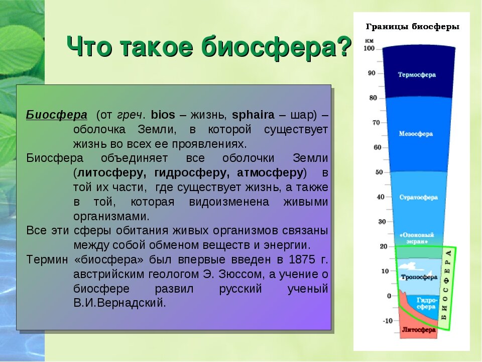 Конспект по географии биосфера земная оболочка. Биосфера. Границы биосферы 6 класс география. Биосфера и другие оболочки земли. Биосфера это в биологии.