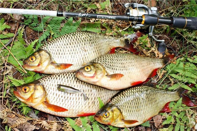 Pin on Freshwater Fish Photos of fish, Freshwater fish, Fish