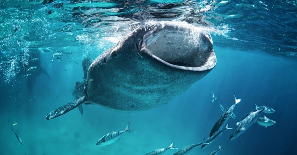 Изображение: Fata Morgana by Andrew Marriott/Shutterstock.com