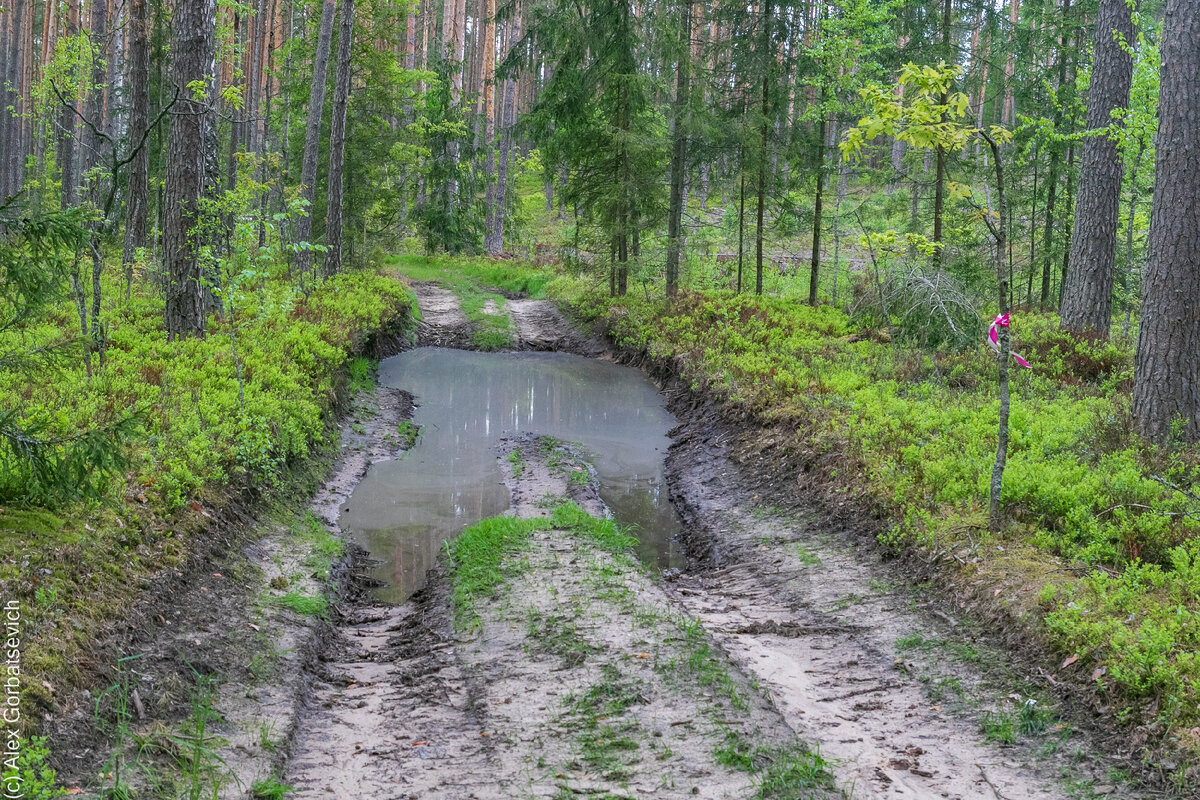 Фото Александра Горбацевича
