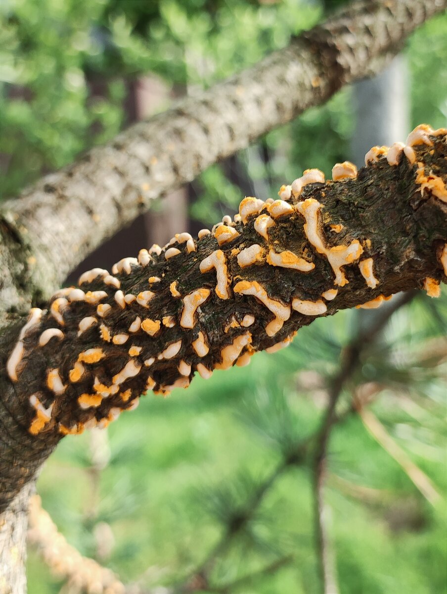 Пузырчатая ржавчина двухвойной сосны (рак серянка, смоляной рак). Промежуточный хозяин - пион.