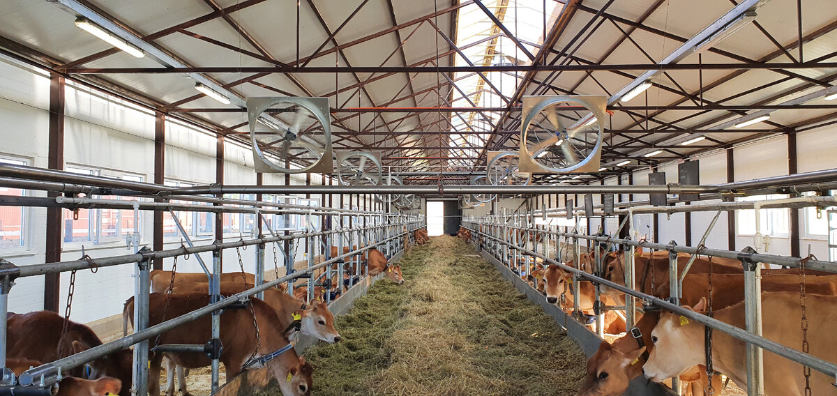 завода ротадо