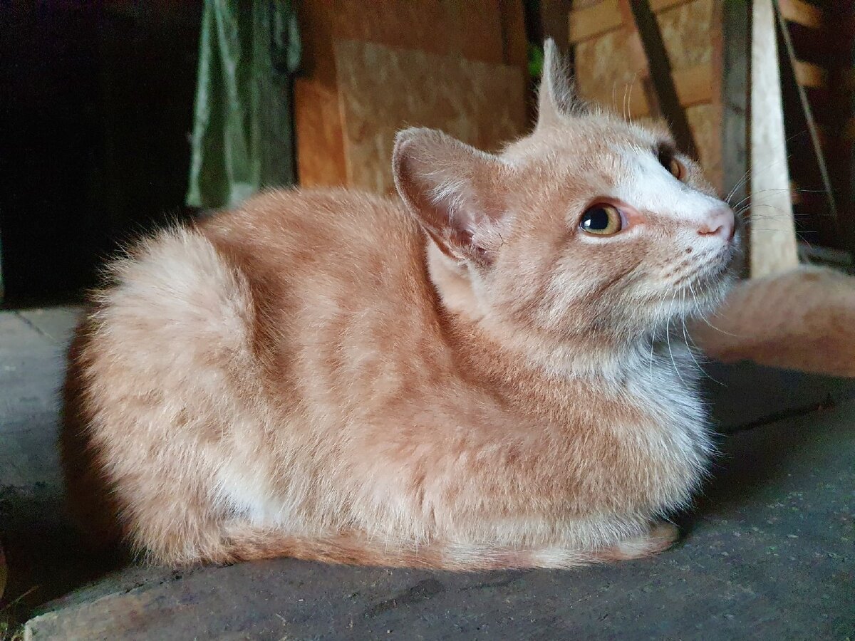 Буханка - Симба