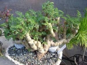 Фото с сайта adenium-sib