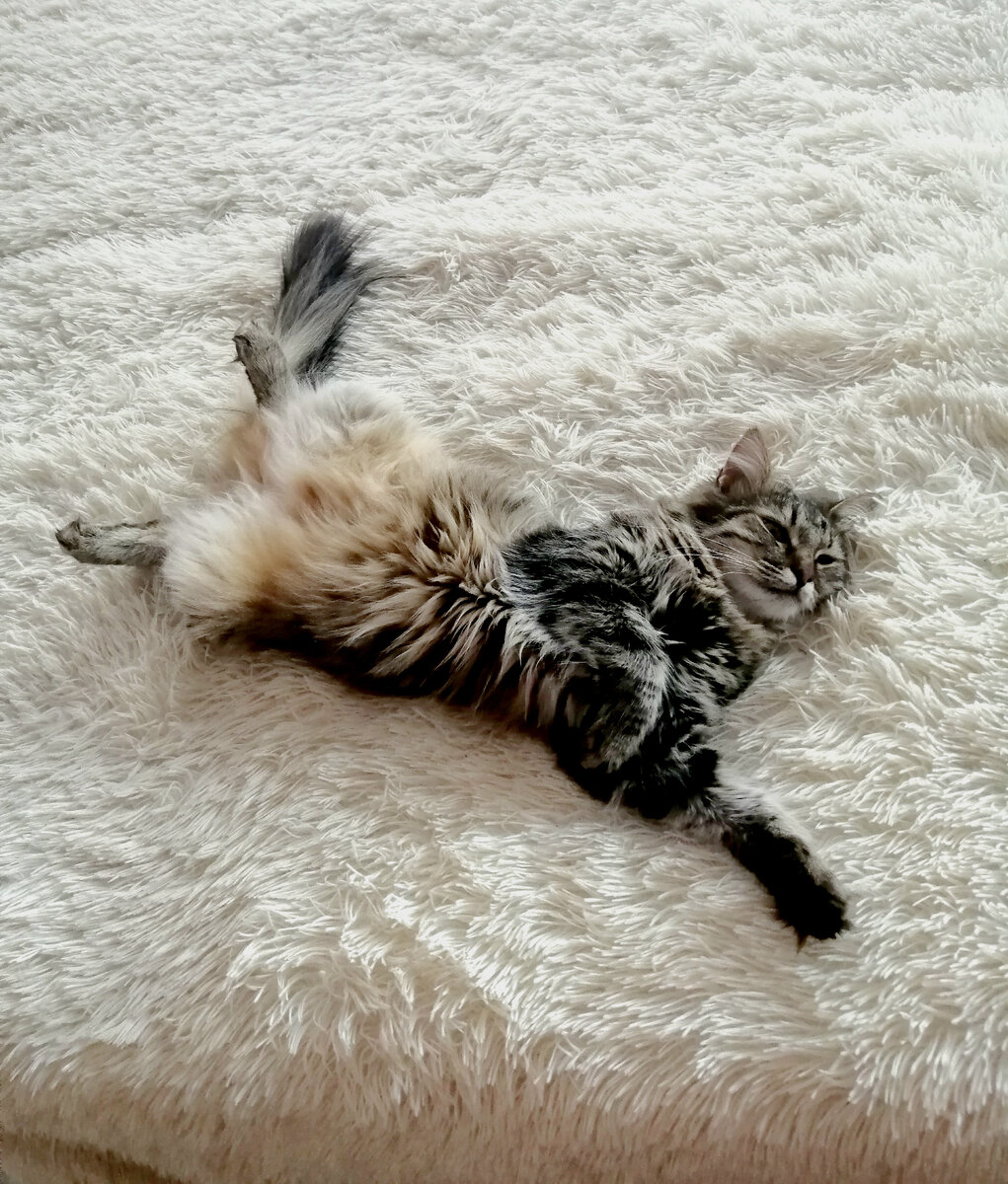 Вот такая пушистая красотка выросла. 