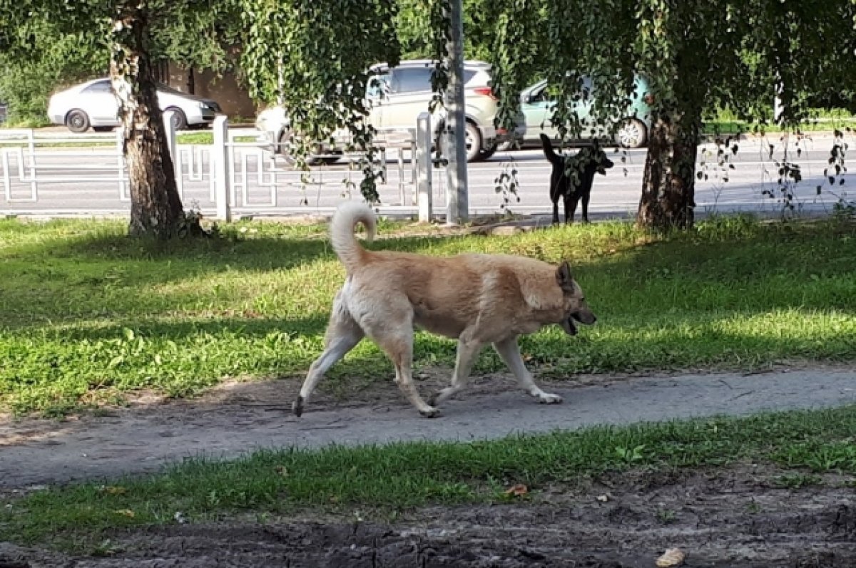    Александр Моор выступил за введение ответственности для владельцев питомцев