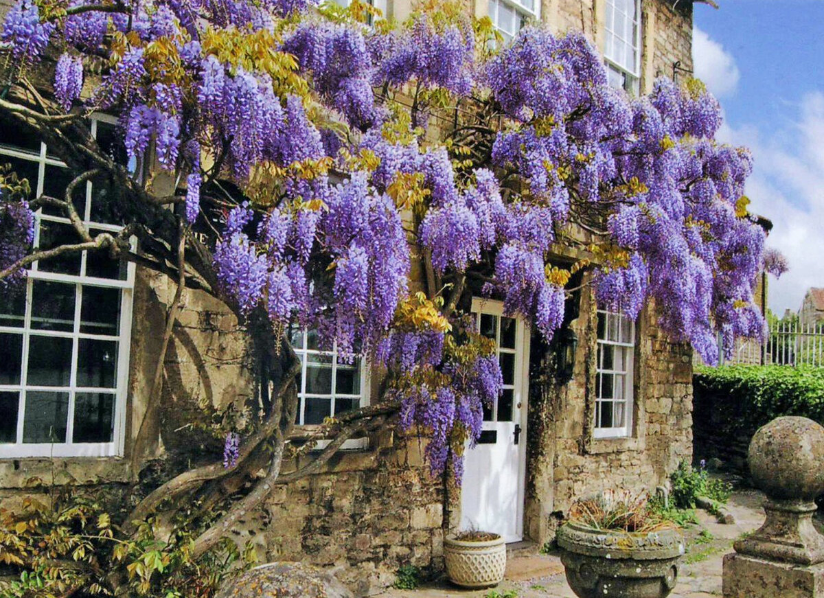 Wisteria sinensis Глициния китайская