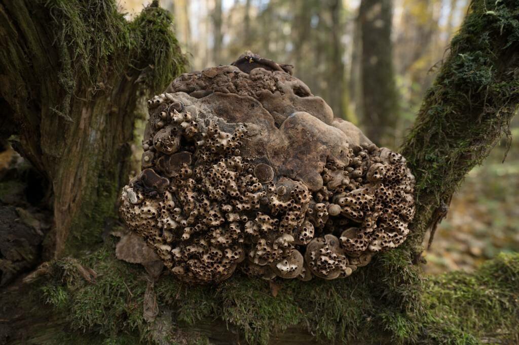 Экологические грибы
