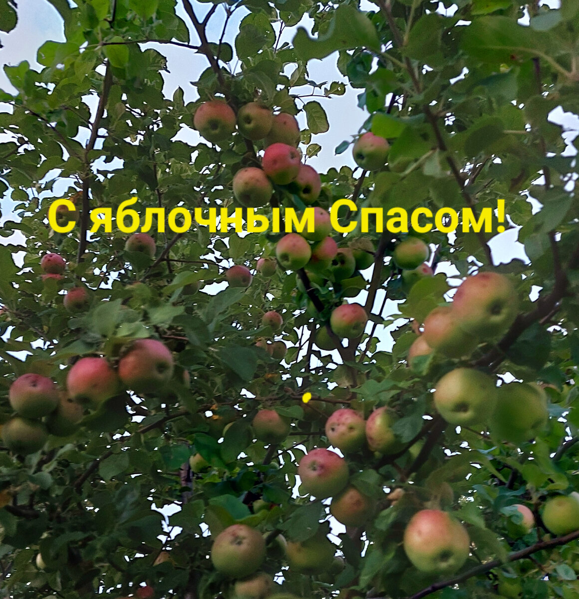 Яблочный Спас, фото автора