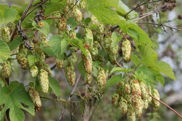    Как вывести на даче хмель?