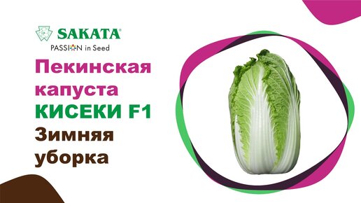 Пекинская капуста Кисеки, уборка зимой! #семенаовощей #пекинскаякапуста #семенапекинки #сакатасемена