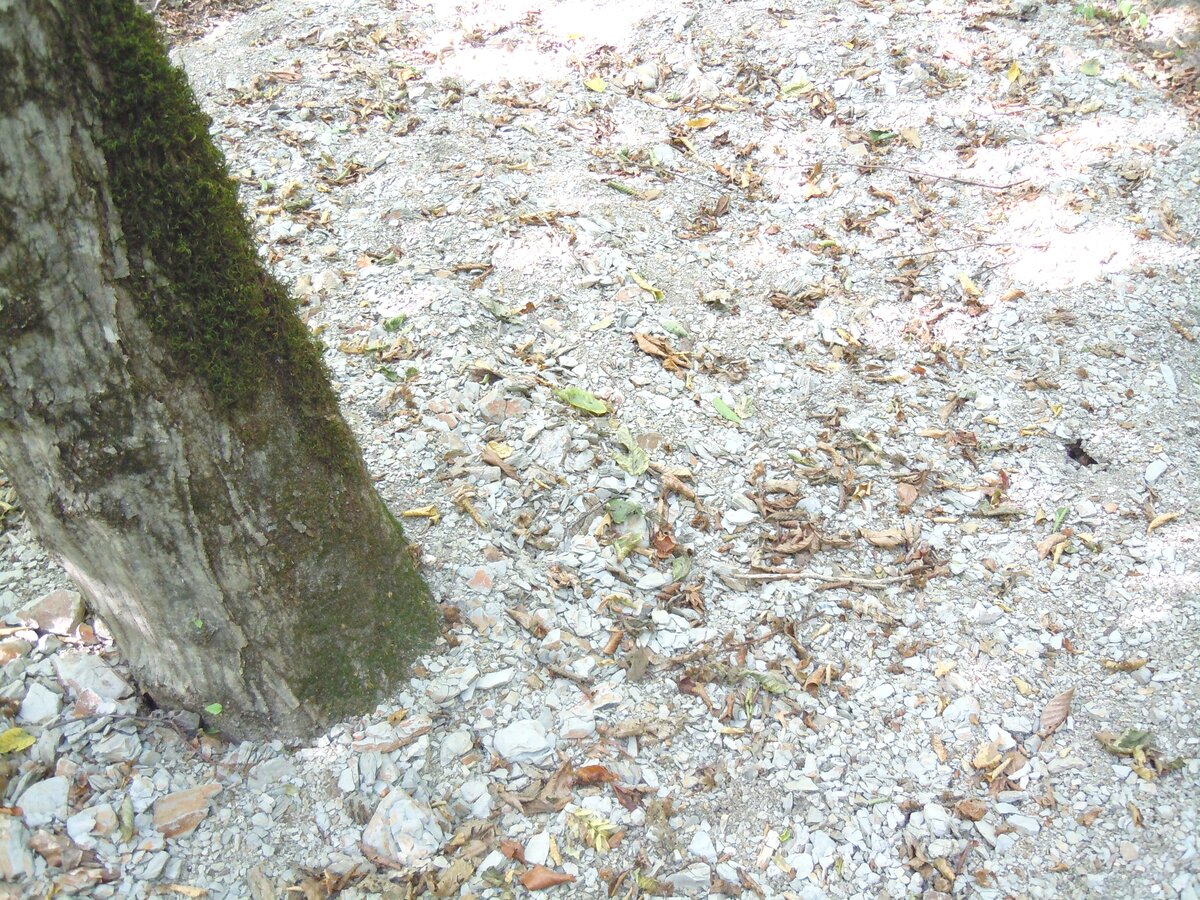 Ранее уже упоминал в другой теме об этом феномене. В 2023 году сделал несколько снимков. Вот самый красивый гладкий участок каменной дороги на пути из станицы Севастопольская к посёлку Победа.-24