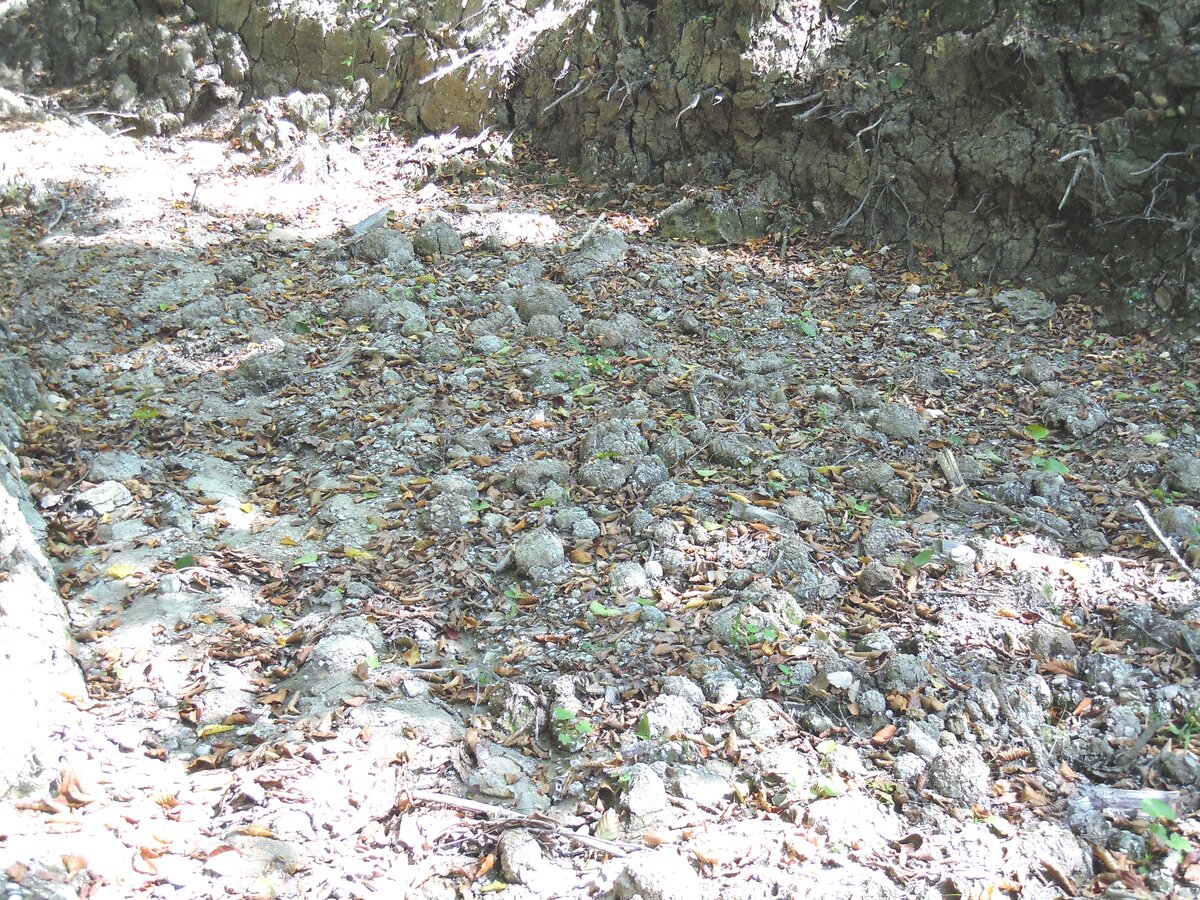 Ранее уже упоминал в другой теме об этом феномене. В 2023 году сделал несколько снимков. Вот самый красивый гладкий участок каменной дороги на пути из станицы Севастопольская к посёлку Победа.-29