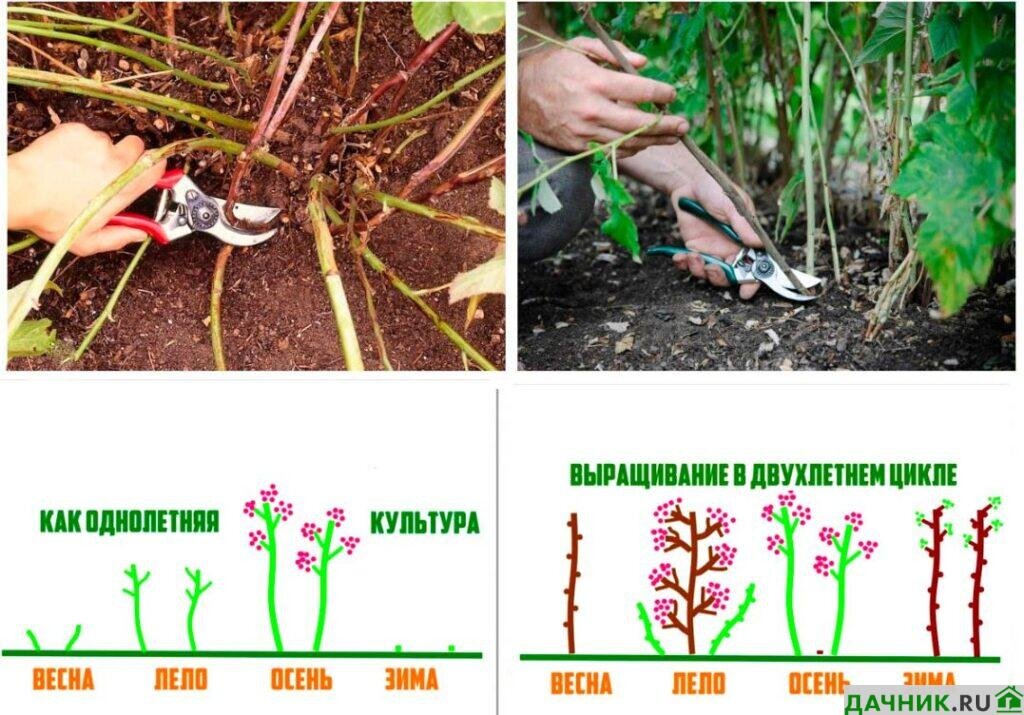 Клубника Карамельки — правила посадки и способы ухода