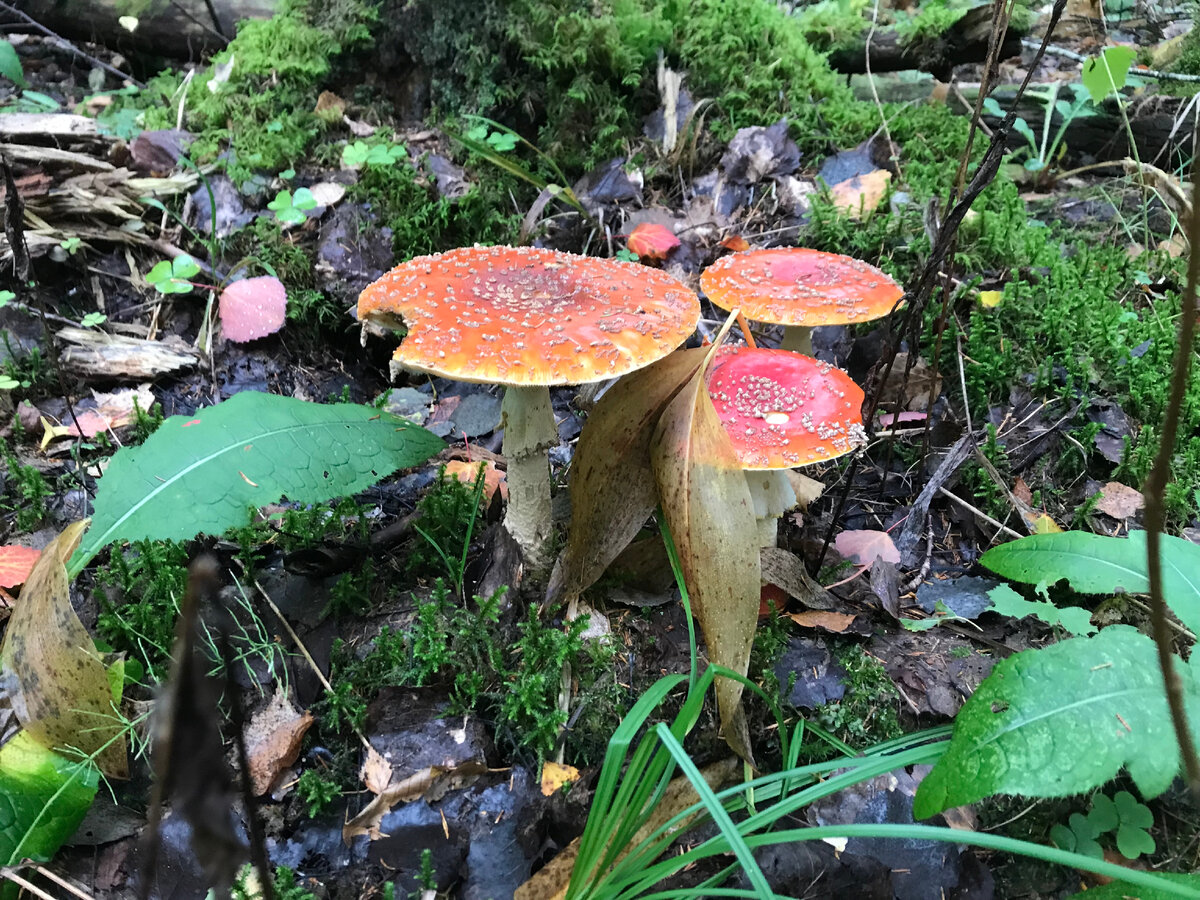 Мухоморчики.