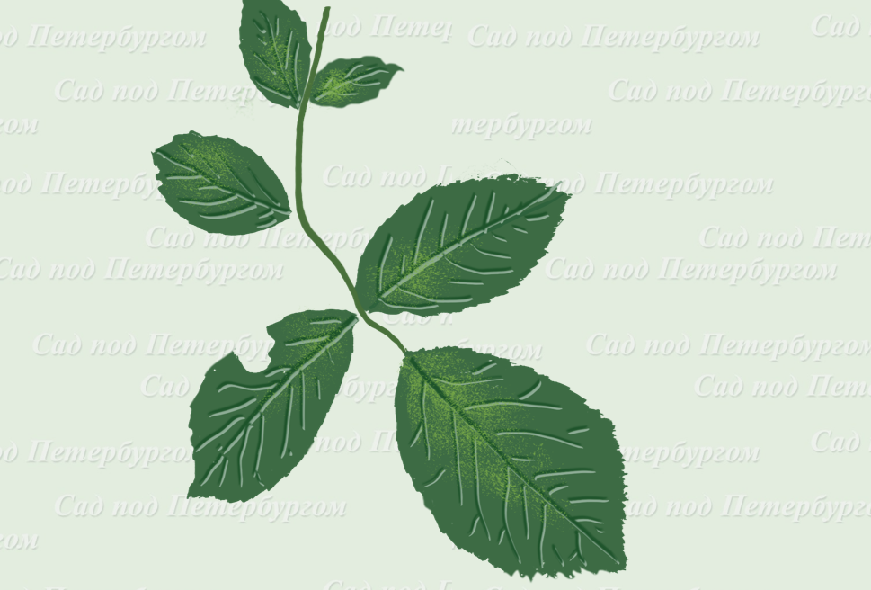 Паутинный клещ на розе: кто не знает, не заметит. А стоило бы. 25 фото ...