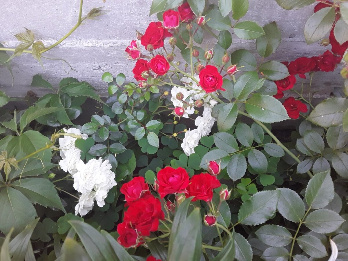 Scarlet Meillandecor  и Sea Foam