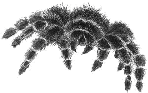 Вроде он выглядит примерно так