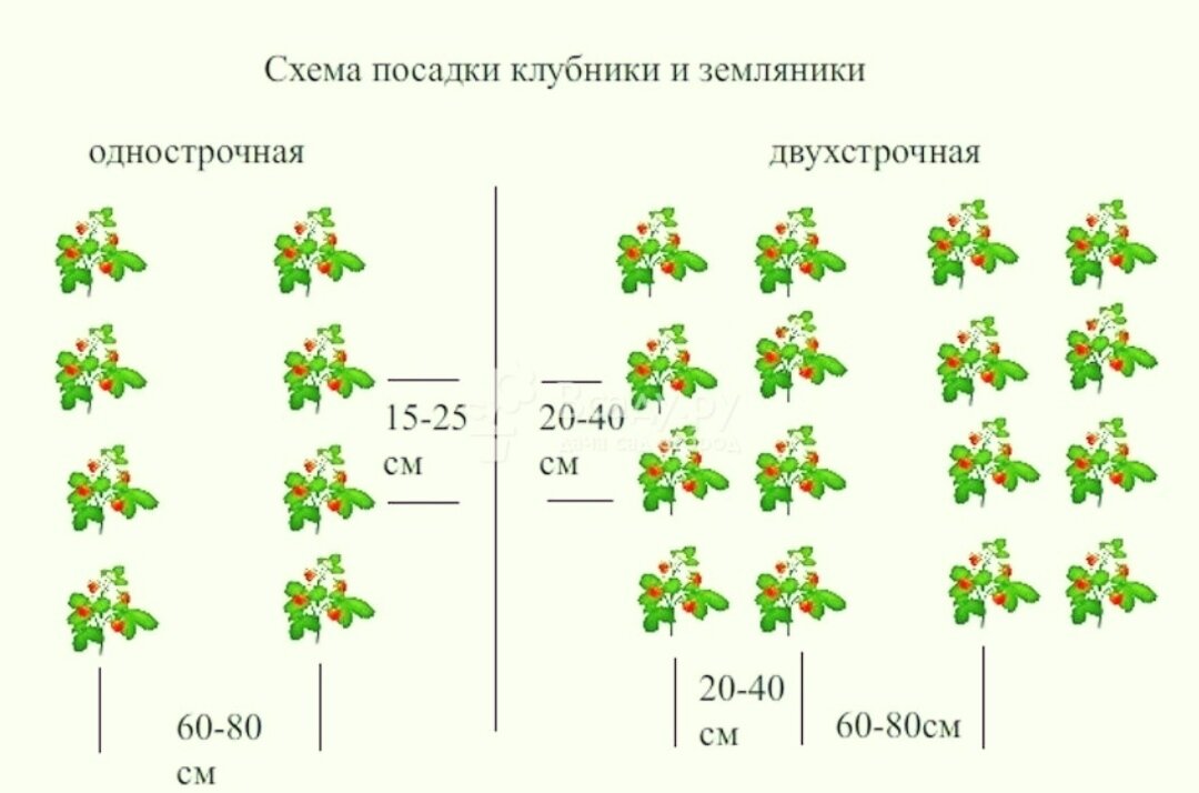 Грядки для клубники