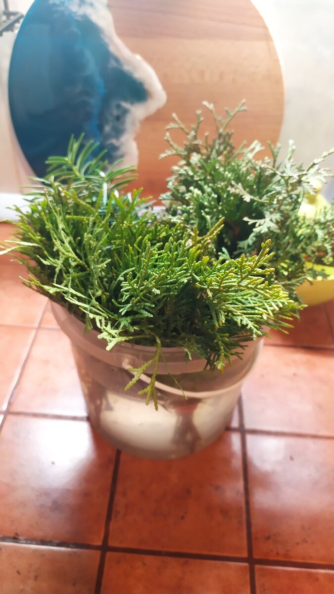 Инструкция на пакете с цирконом