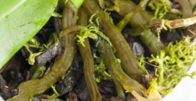 сырые корни