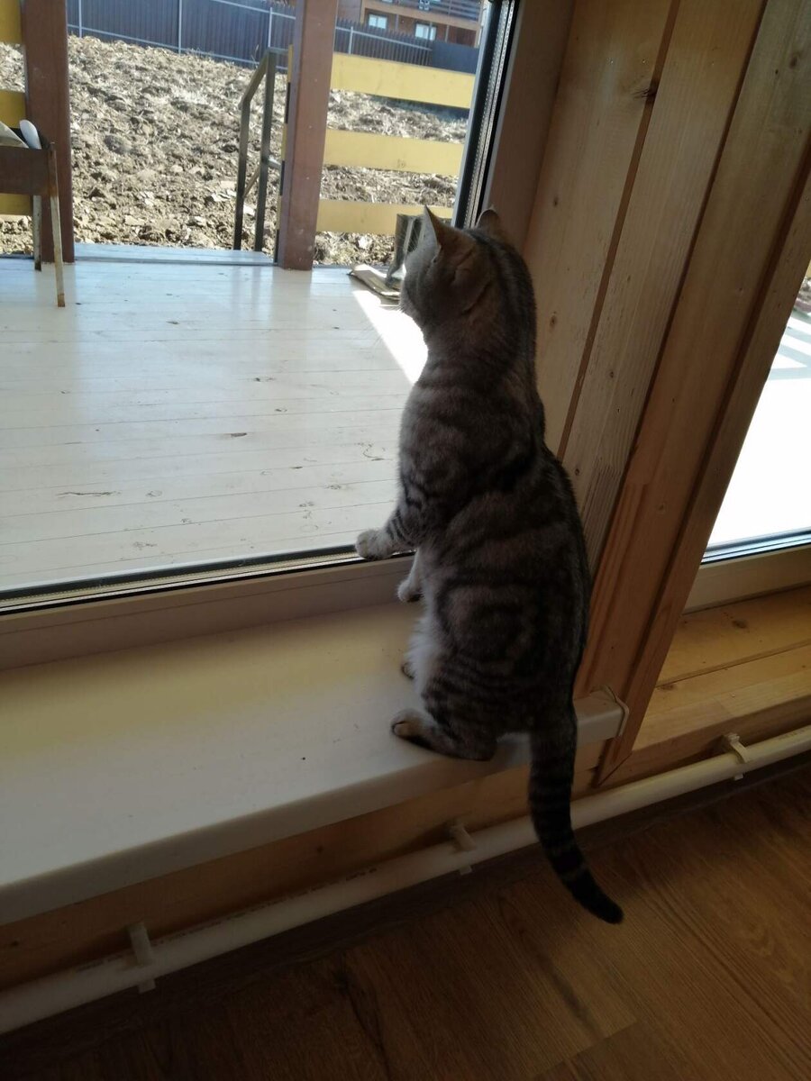 Кокс в шоке ))) трактор в кадр не попал .        Весна 2020 г.