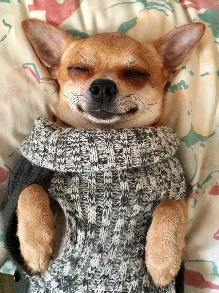 Как в такого можно не влюбиться? Источник фото: a-mblomma с сайта Pixabay